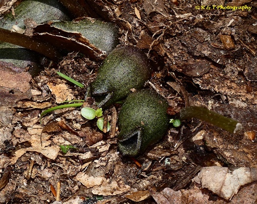 {Hexastylis species 1}